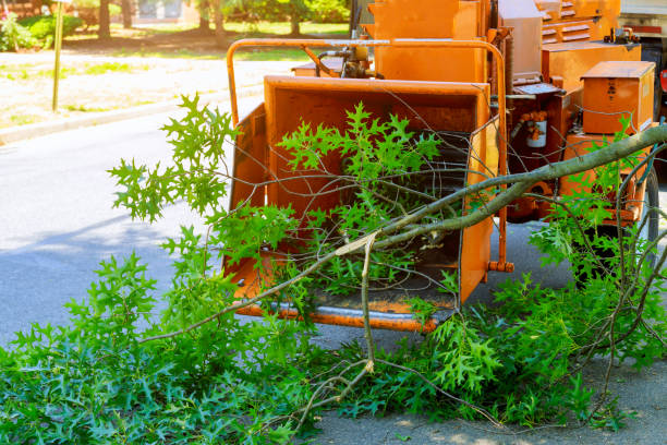 Best Lawn Renovation and Restoration  in South Beloit, IL