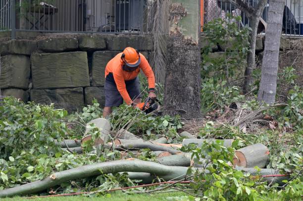 How Our Tree Care Process Works  in  South Beloit, IL